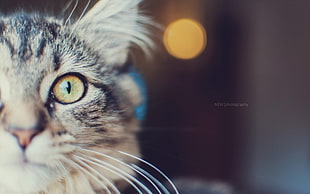 close photo of gray tabby cat