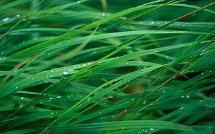 green grass with water dew HD wallpaper