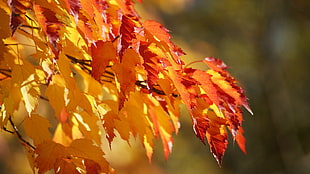 orange and yellow maple leaves, leaves, fall, plants