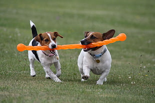 two tricolor Jack Russell terriers