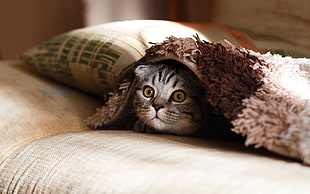 silver Tabby kitten under brown and beige blanket