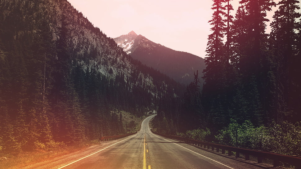 green leafed tree, nature, road, filter, lights HD wallpaper