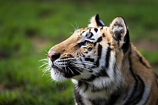white and black tabby cat, tiger, animals, nature, big cats