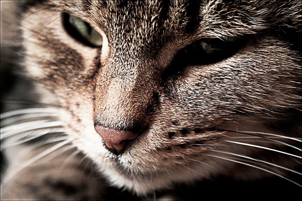 brown tabby cat, cat HD wallpaper