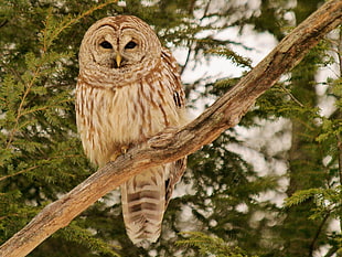 brown owl on branch at daytime