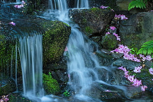 waterfalls with falling pink flowers, crystal springs HD wallpaper
