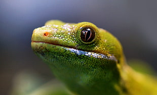 close up photo of green frog