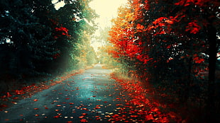 road with red fallen leaves photo