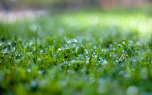 green grass plant HD wallpaper