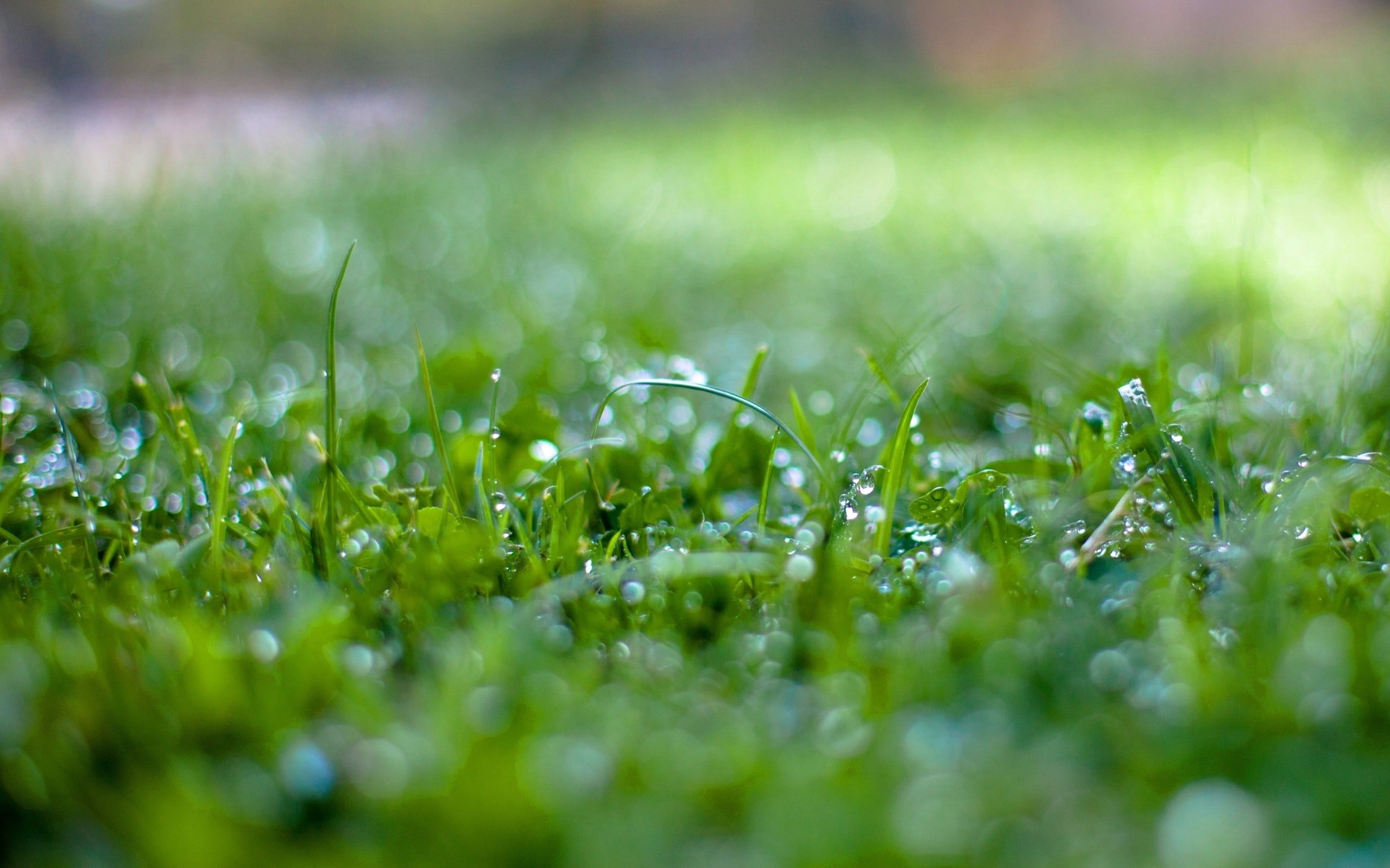 green grass plant