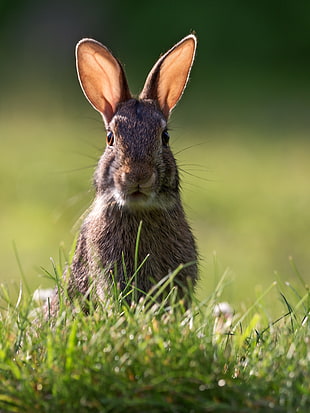 gray rabbit on foccus photo