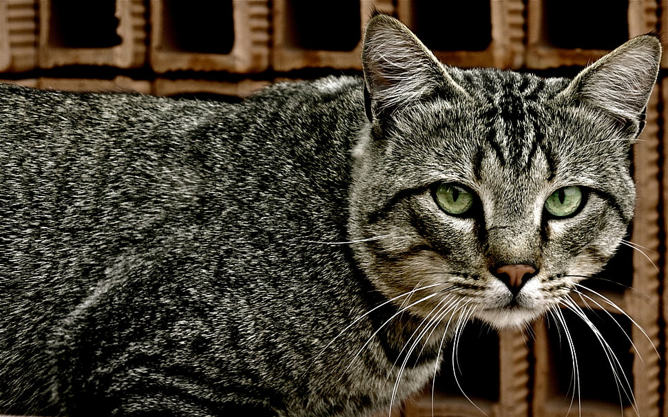 brown Tabby cat photo HD wallpaper