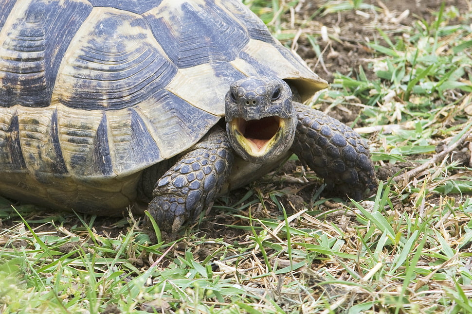 black turtle in grass HD wallpaper