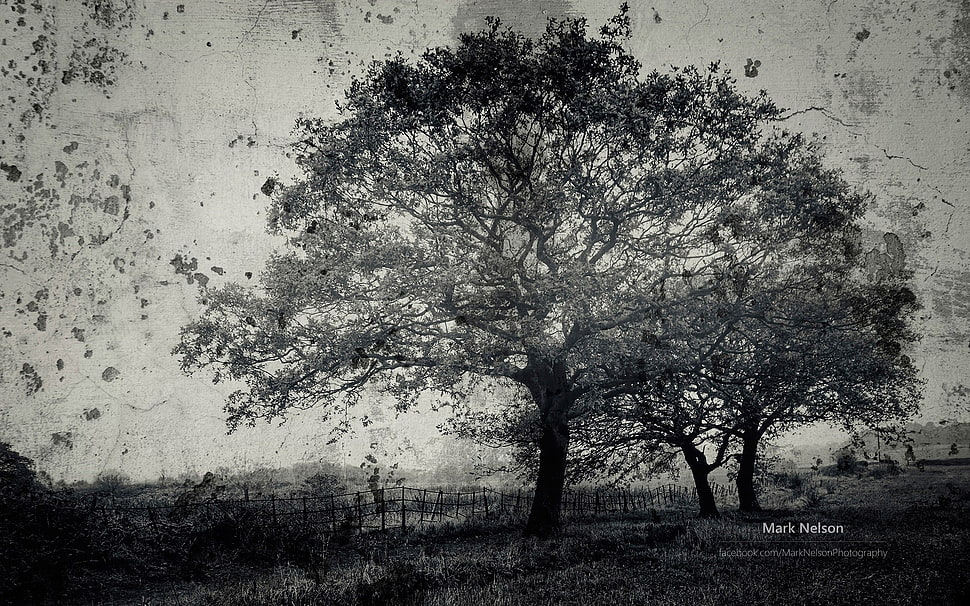 grayscale photo of tree, nature, landscape, trees, monochrome HD wallpaper