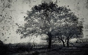 grayscale photo of tree, nature, landscape, trees, monochrome