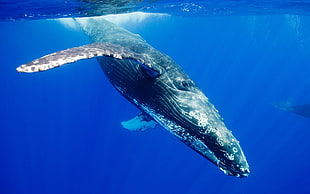 blue whale, nature, animals, wildlife, whale
