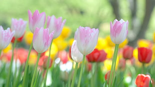 focus photography of pink tulips HD wallpaper