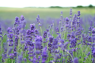 lavender flower view during day time