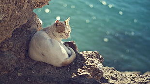 adult medium fur white and tan cat lying down on rocky surface near body of water