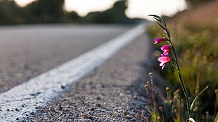 selective focus photography of pink petaled flowers beside road