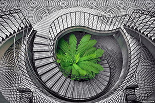 green fern plant under white and black spiral stair