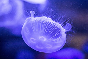 jellyfish underwater HD wallpaper