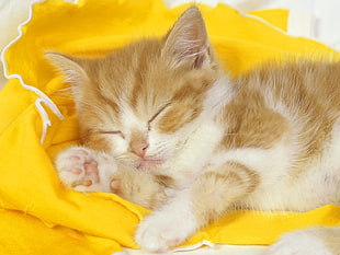 orange tabby kitten lying on cloth