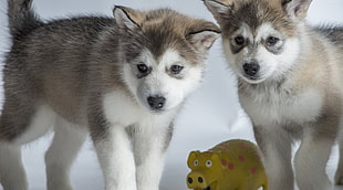 two gray-and-white Siberian husky puppies