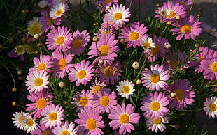 pink and white daisies blooming during day time HD wallpaper