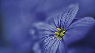 closeup photography of purple petaled flower HD wallpaper