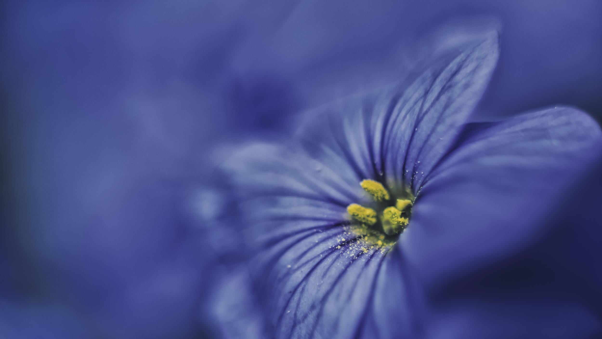closeup photography of purple petaled flower