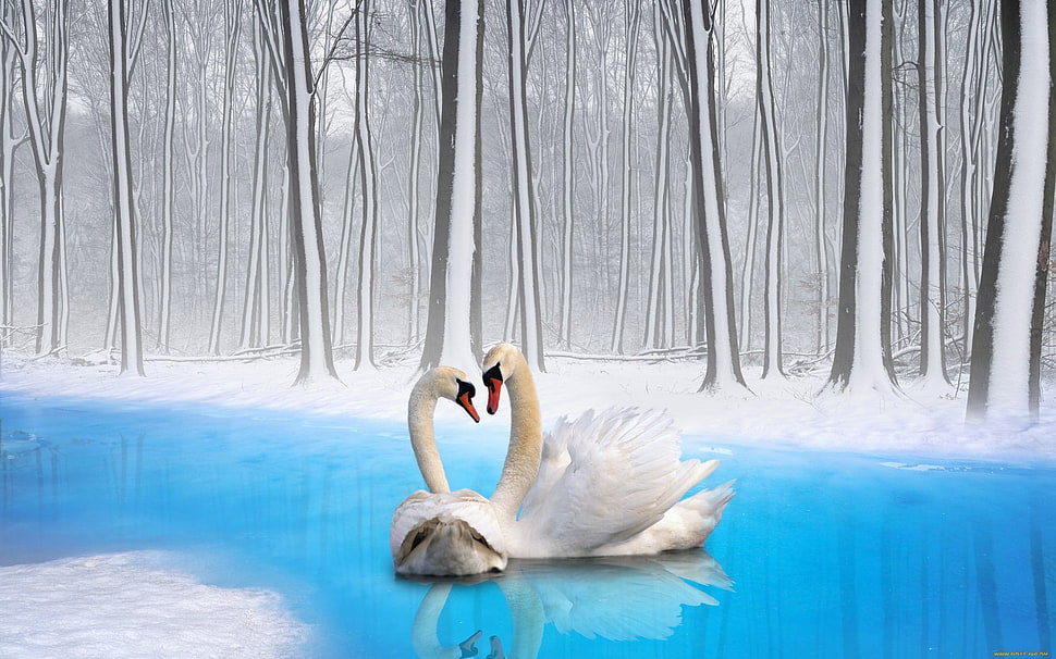 two white Swans in blue lake in landscape photography HD wallpaper
