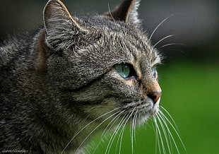 brown tabby cat portrait photo