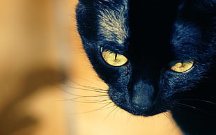 macro photography of black cat