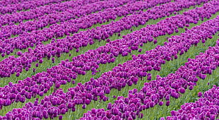 purple Tulip field at daytime HD wallpaper