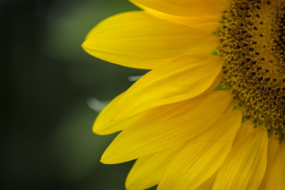 closeup photography of sunflower HD wallpaper