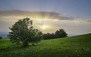 field of green grass near tree at daytime