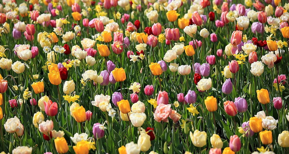 white, purple, pink, red, and yellow Tulip flower field HD wallpaper