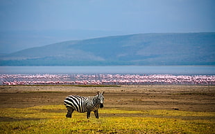 zebra on green grass with flock of flamingos on background