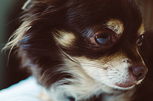 black and white Chihuahua puppy