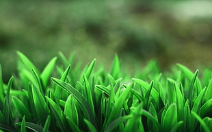 selective focus photo of green leaf plants
