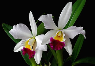 white, yellow and pink orchids
