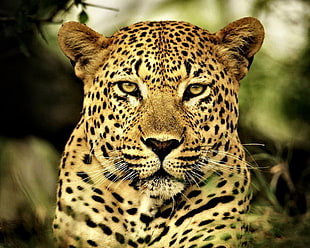 leopard photo, HD lion, Onça Pintada, animals, big cats