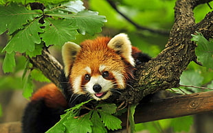 red Panda on tree branch HD wallpaper