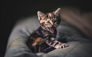 orange and black kitten, tongues, animals, kittens, cat HD wallpaper