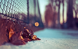 shallow focus photography of dried leaves beside fence