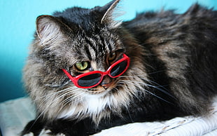 Maine Coon wearing sunglasses HD wallpaper