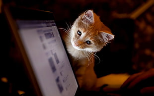 orange kitten looking on laptop screen