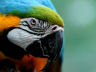 blue, green, and yellow Macau Parrot
