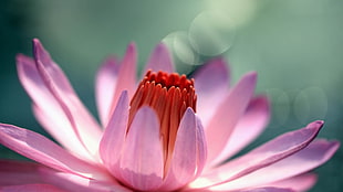 macro photography of pink Water lily flower